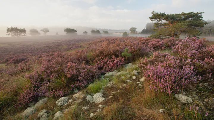Beleefkaart Grenspark Kalmthoutse Heide