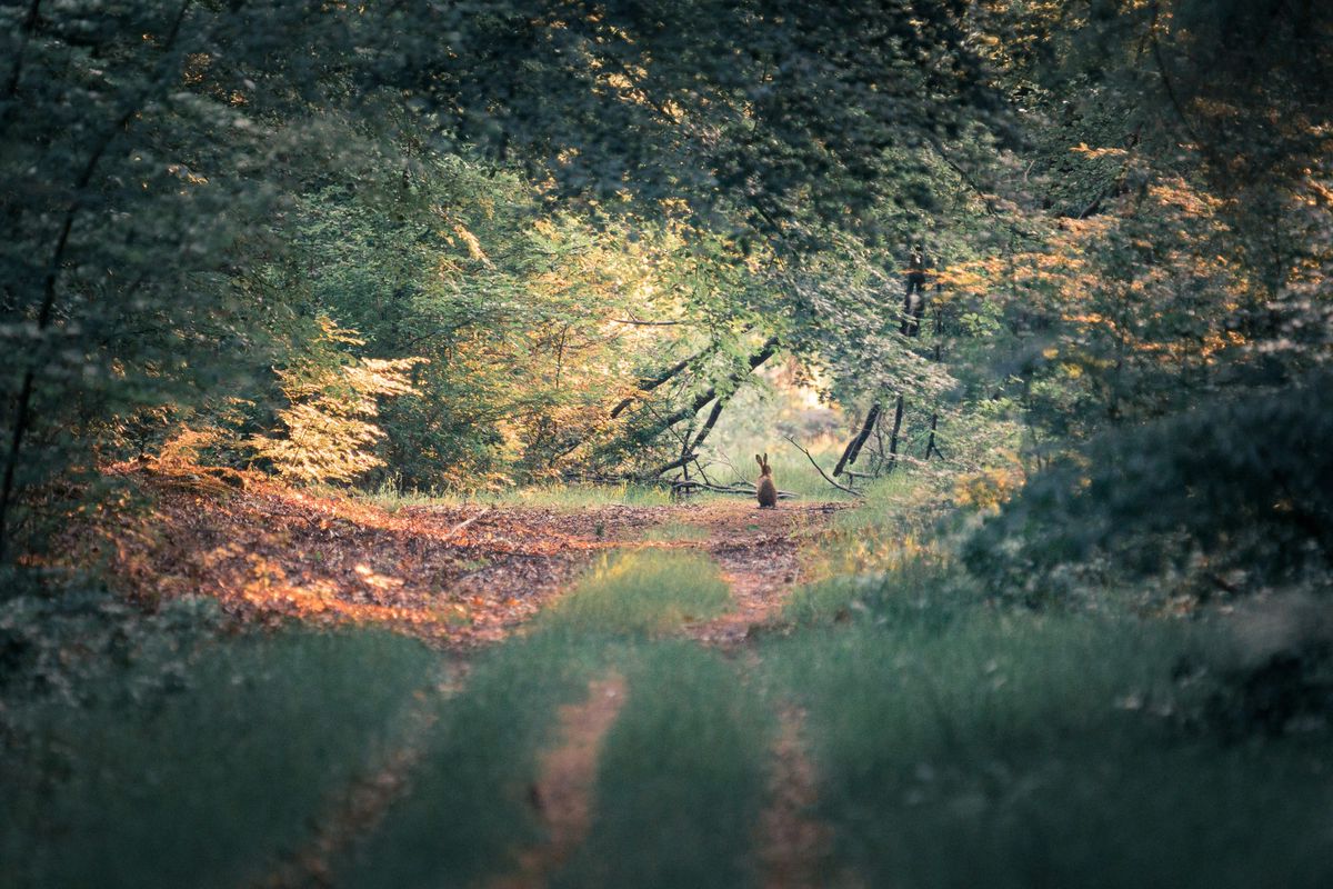 Nature Parks